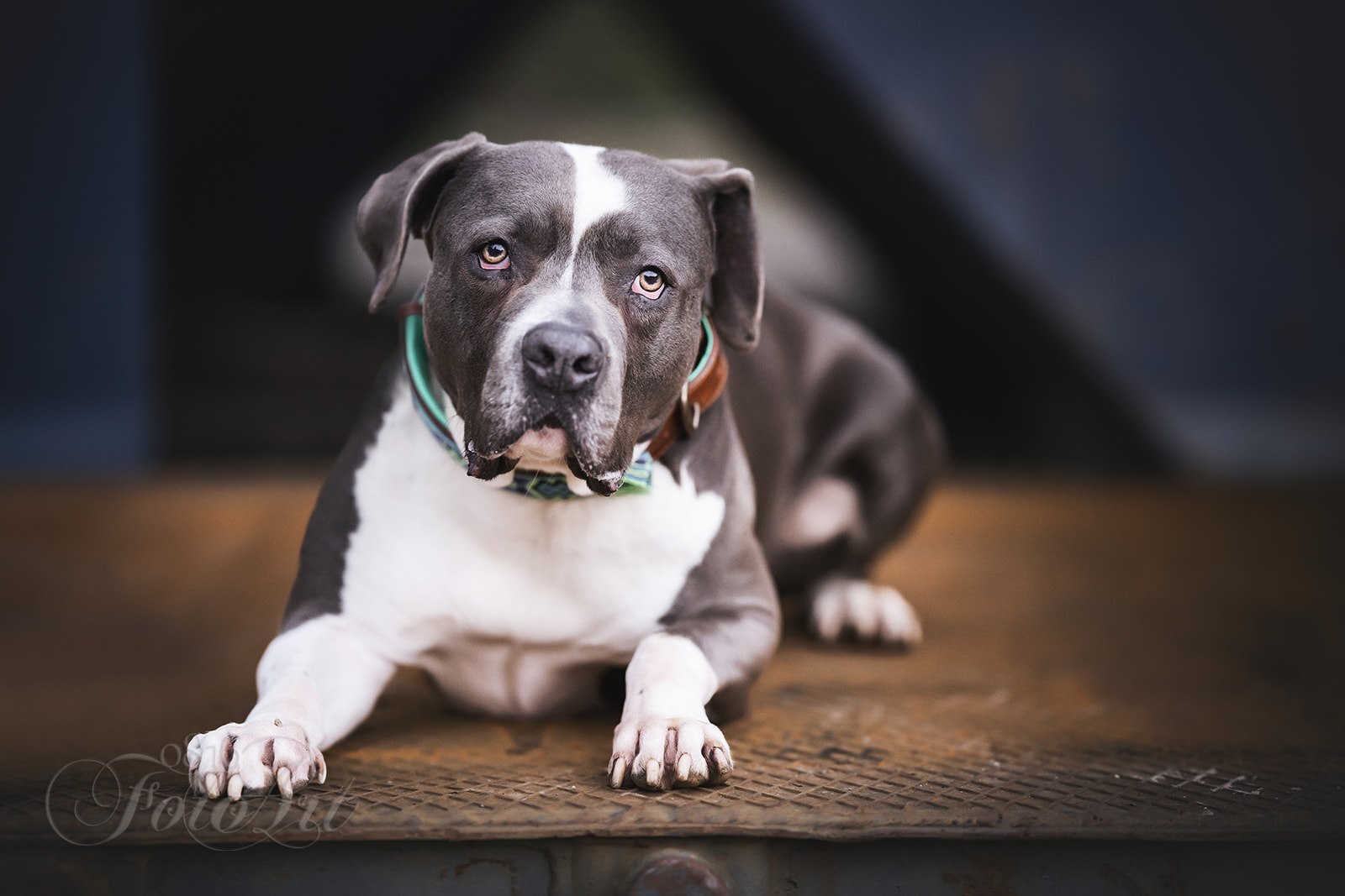 Pflegehunde-Shooting der Bullstaff Hilfe