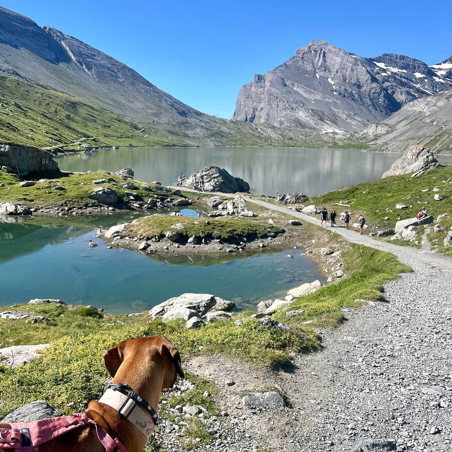 Sommer-Wanderung Sunnbühl -> Gemmipass