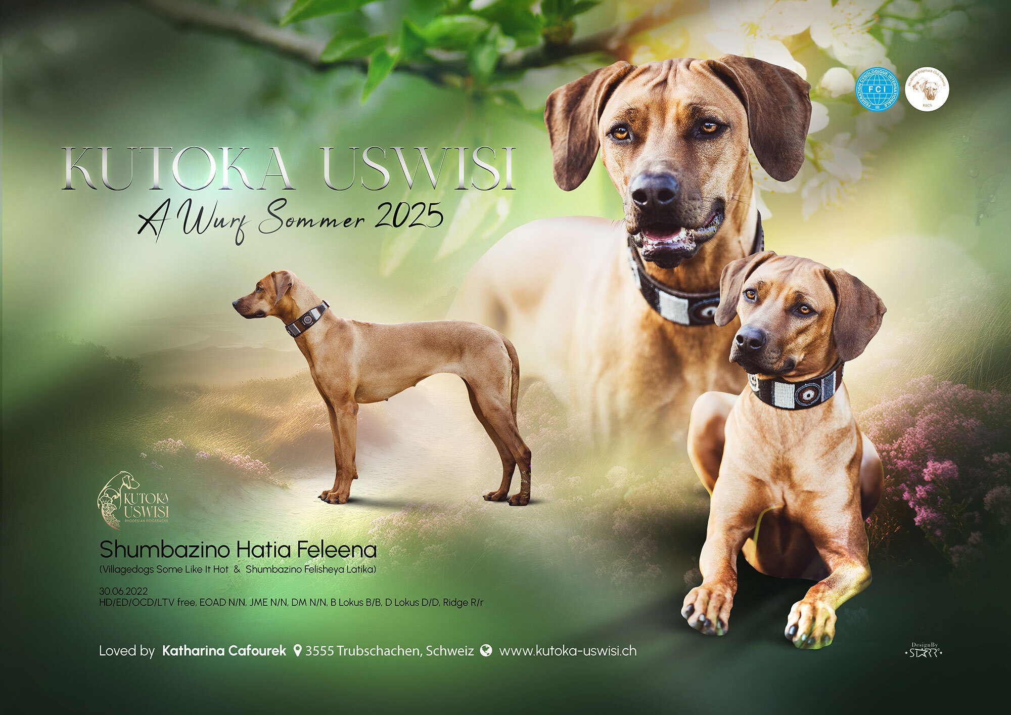 Rhodesian Ridgeback A Wurf im Sommer 2025, Kennel Kutoka Uswisi, Hündin Shumbazino Hatia Feleena