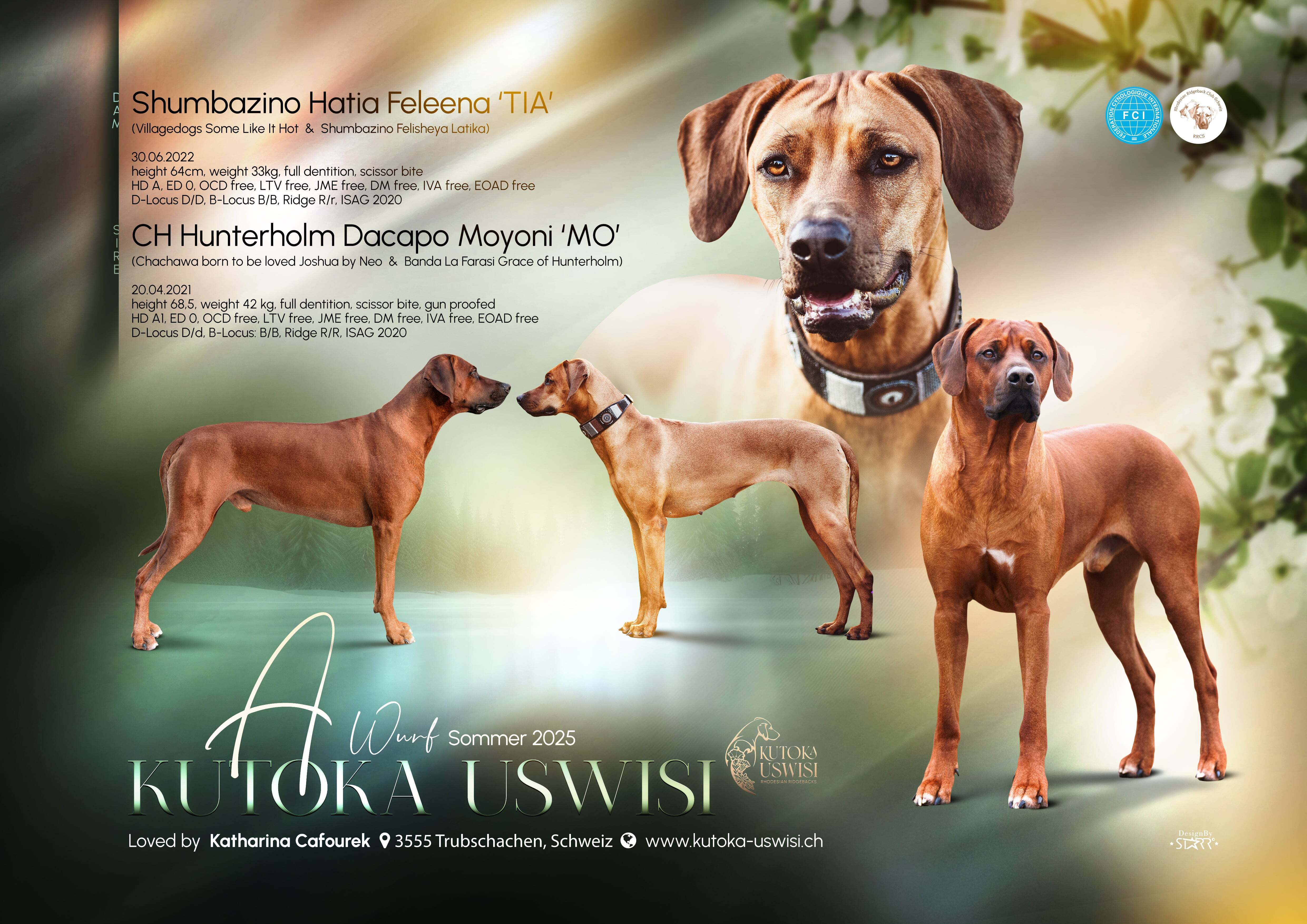 Rhodesian Ridgeback A Wurf im Sommer 2025, Kennel Kutoka Uswisi, Hündin Shumbazino Hatia Feleena